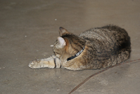 cats love catnip (1/5)