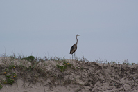 a heron on a dune