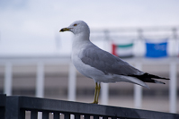 seagull at the ICA