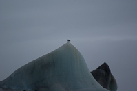 a bird on an iceberg in Jökulsárlón