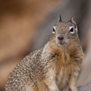A squirrel posing on Carmel Beach.