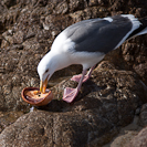 A seagull enjoying some fresh abalone.