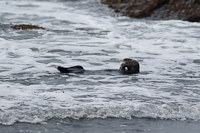 A sea otter at Point Lobos State Reserve.