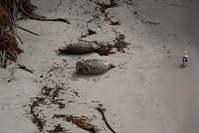 It was pupping season for the harbor seals and this fat momma was keeping a watchful eye on her beach.