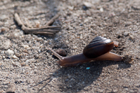 why did the snail cross the road?