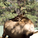 an elk with an itch