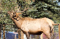 an elk getting a bite to eat in Estes Park