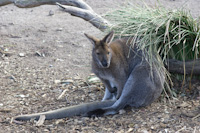 kangaroo chillin'