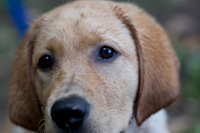 Bauer, aka "the cutest puppy ever"