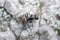 close-up of an ant