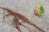 a leaf on a rock