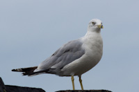 obligatory seagull shot