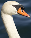 Canadian swan #2