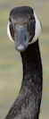 a Canadian goose that just realized I don't have any food