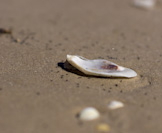 an oyster shell