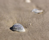 a scallop shell