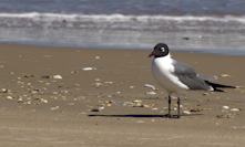 bird on the beach! beach bird!