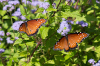 a couple of butterflies