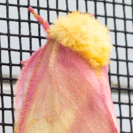 Close-up of a ruby maple moth
