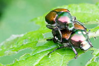beetle porn