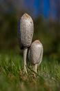 mushrooms in the yard