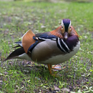 mandarin duck in a park