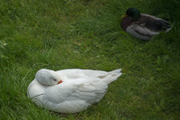 a swan(?) and a mallard duck