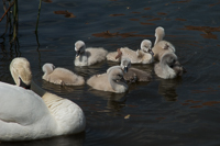 a family of swans on the Regnitz