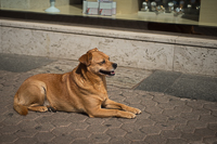 street dog in Zagreb