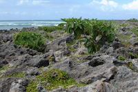 vegetation growing on the rocks