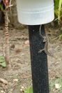 lizard on a lamppost