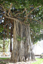 a huge banyan tree
