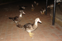 ducks at the restaurant