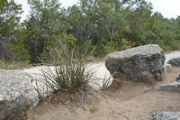 a plant and a rock