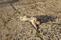 dead rat in NY