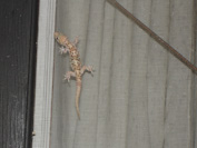 a lizard on the door to Cabin 4