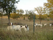 Texas Hill Country goats