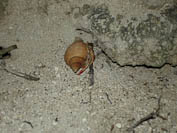 hermit crab at night